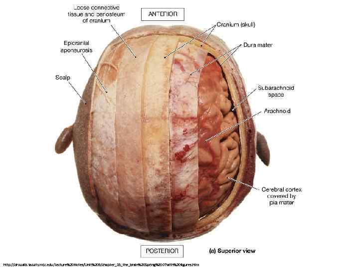 http: //droualb. faculty. mjc. edu/Lecture%20 Notes/Unit%205/chapter_15_the_brain%20 Spring%2007 with%20 figures. htm 