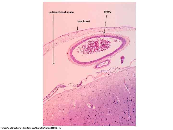 https: //medicine. stonybrookmedicine. edu/sbumcfiles/images/223 -002. JPG 