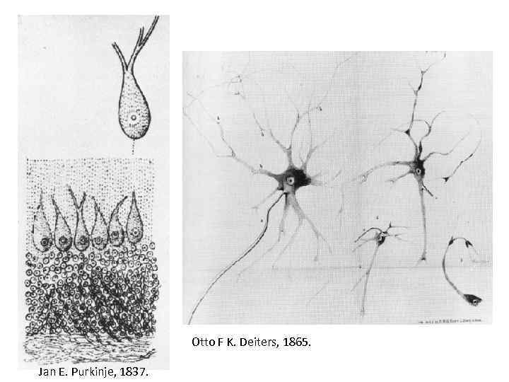 Otto F K. Deiters, 1865. Jan E. Purkinje, 1837. 