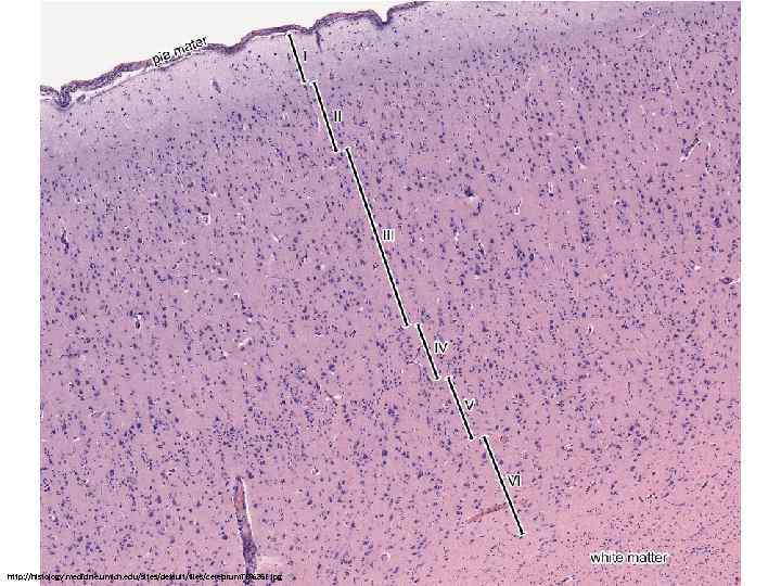 http: //histology. medicine. umich. edu/sites/default/files/cerebrum. TB%26 E. jpg 