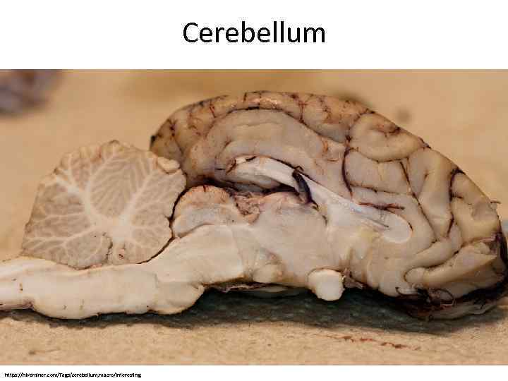 Cerebellum https: //hiveminer. com/Tags/cerebellum, macro/Interesting 