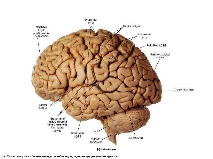 http: //droualb. faculty. mjc. edu/Lecture%20 Notes/Unit%205/chapter_15_the_brain%20 Spring%2007 with%20 figures. htm 