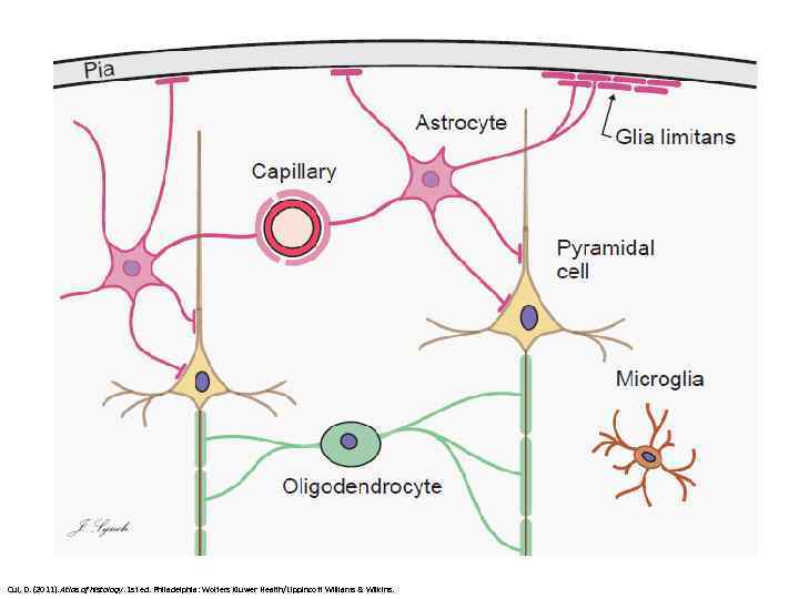 Cui, D. (2011). Atlas of histology. 1 st ed. Philadelphia: Wolters Kluwer Health/Lippincott Williams