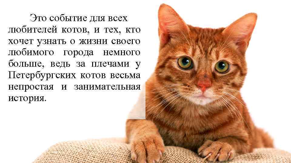 Это событие для всех любителей котов, и тех, кто хочет узнать о жизни своего