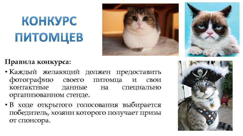 Правила конкурса: • Каждый желающий должен предоставить фотографию своего питомца и свои контактные данные