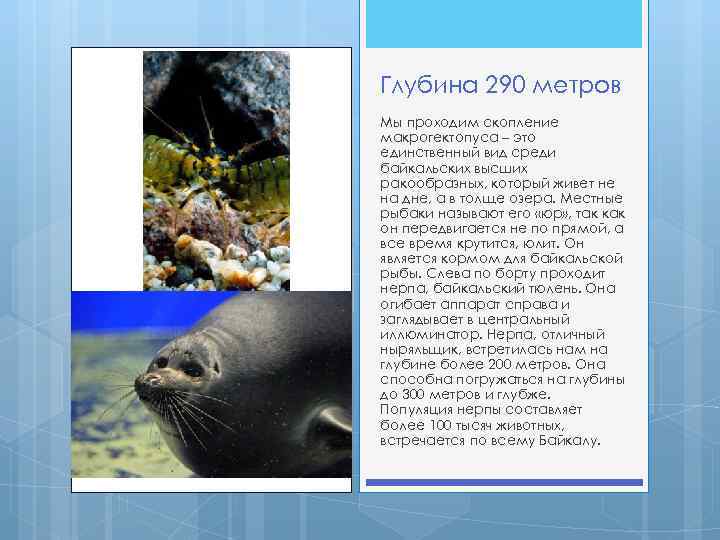 Глубина 290 метров Мы проходим скопление макрогектопуса – это единственный вид среди байкальских высших