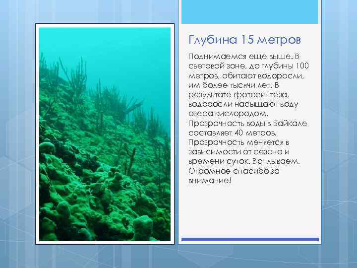 Глубина 15 метров Поднимаемся еще выше. В световой зоне, до глубины 100 метров, обитают