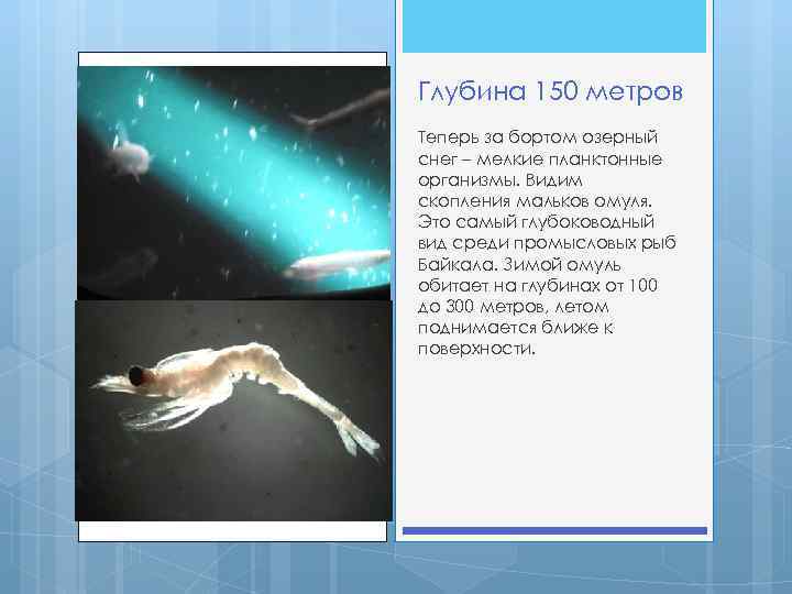 Глубина 150 метров Теперь за бортом озерный снег – мелкие планктонные организмы. Видим скопления