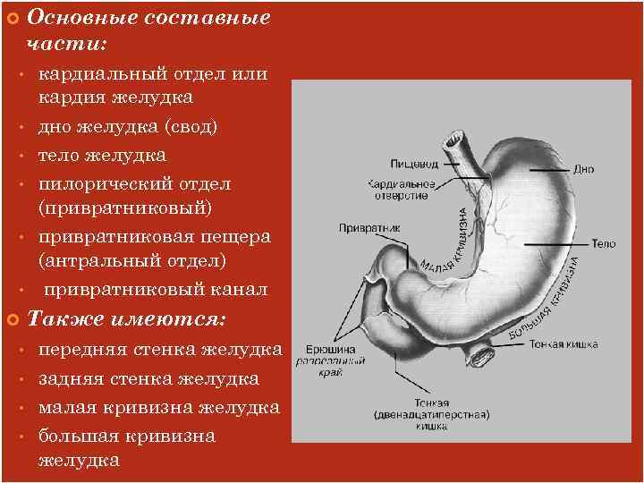 Частями желудка являются. Кардиальный и пилорический отделы желудка. Антральный и пилорический отделы желудка. Желудок антральный пилорический кардиальный отделы. Кардия желудка что это такое анатомия.
