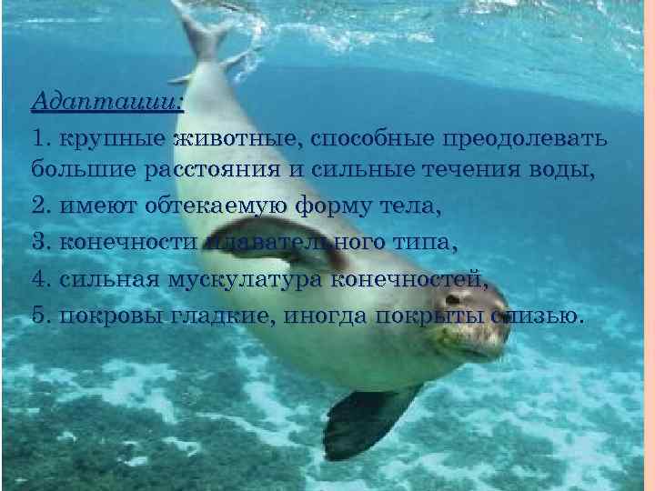 НЕКТОН Адаптации: 1. крупные животные, способные преодолевать большие расстояния и сильные течения воды, 2.