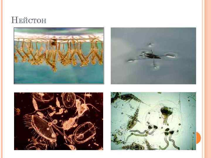 НЕЙСТОН 
