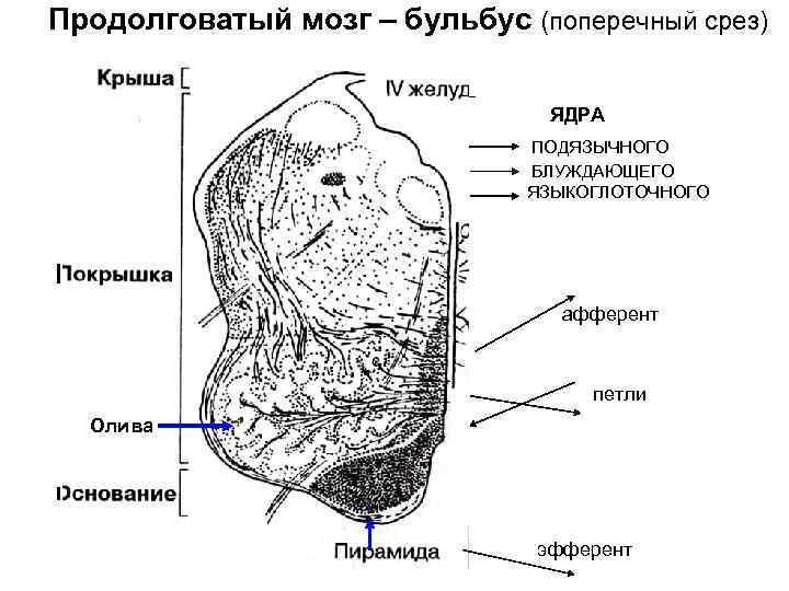 Продолговатый мозг – бульбус (поперечный срез) ЯДРА ПОДЯЗЫЧНОГО БЛУЖДАЮЩЕГО ЯЗЫКОГЛОТОЧНОГО афферент петли Олива эфферент