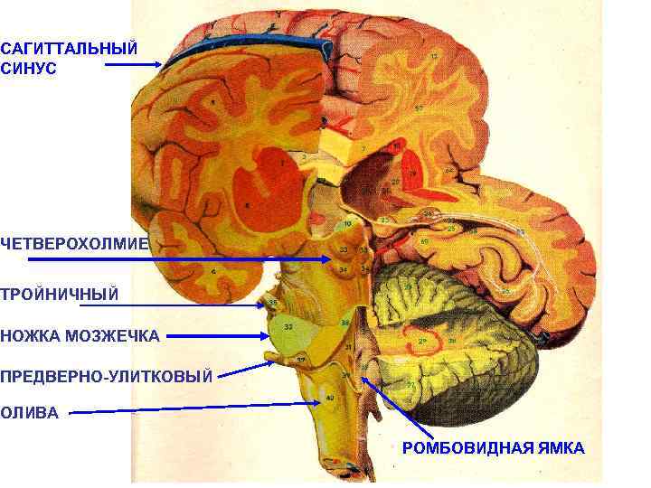 САГИТТАЛЬНЫЙ СИНУС ЧЕТВЕРОХОЛМИЕ ТРОЙНИЧНЫЙ НОЖКА МОЗЖЕЧКА ПРЕДВЕРНО-УЛИТКОВЫЙ ОЛИВА РОМБОВИДНАЯ ЯМКА 