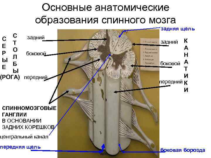 Основные анатомические образования спинного мозга задняя щель С задний Т О боковой Л Б