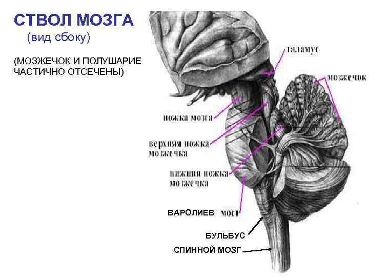 СТВОЛ МОЗГА (вид сбоку) (МОЗЖЕЧОК И ПОЛУШАРИЕ ЧАСТИЧНО ОТСЕЧЕНЫ) ВАРОЛИЕВ БУЛЬБУС СПИННОЙ МОЗГ 