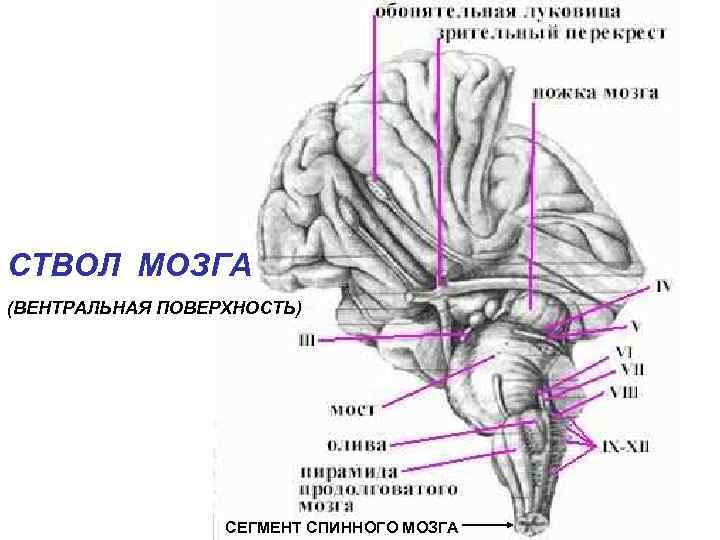 СТВОЛ МОЗГА (ВЕНТРАЛЬНАЯ ПОВЕРХНОСТЬ) СЕГМЕНТ СПИННОГО МОЗГА 