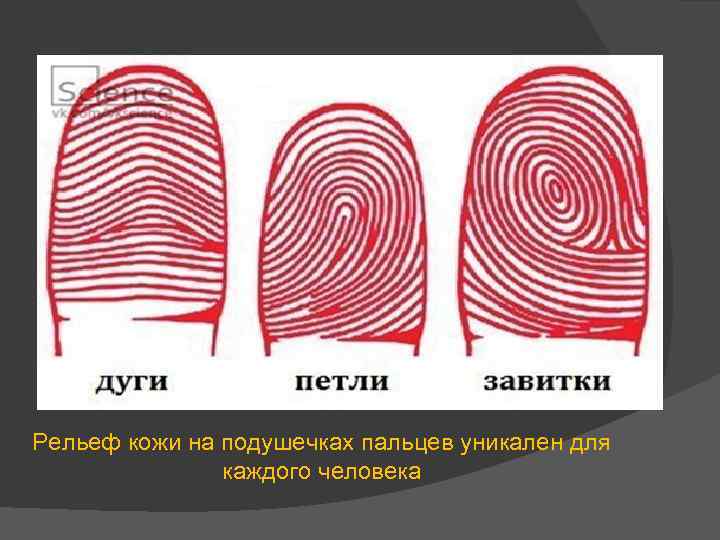 Рельеф кожи на подушечках пальцев уникален для каждого человека 