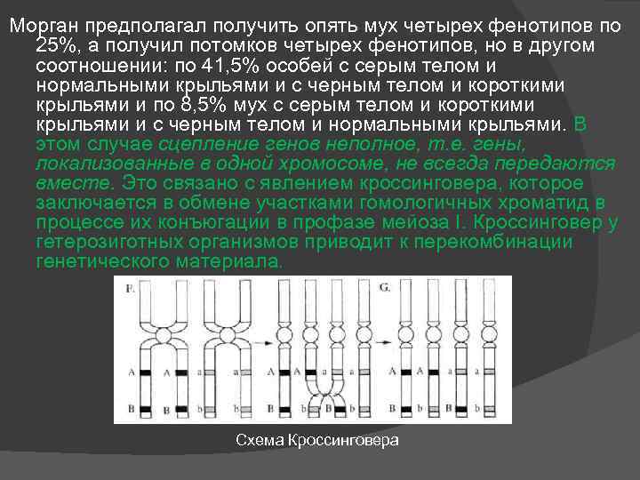 Получение предположить. Морган фенотипы. Четвертый фенотип. 4 Фенотипические группы. На Моргана без кроссинговера.