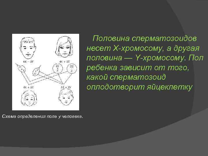 Половина сперматозоидов несет X-хромосому, а другая половина — Y-хромосому. Пол ребенка зависит от того,