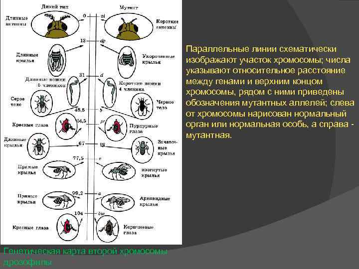 Параллельные линии схематически изображают участок хромосомы; числа указывают относительное расстояние между генами и верхним