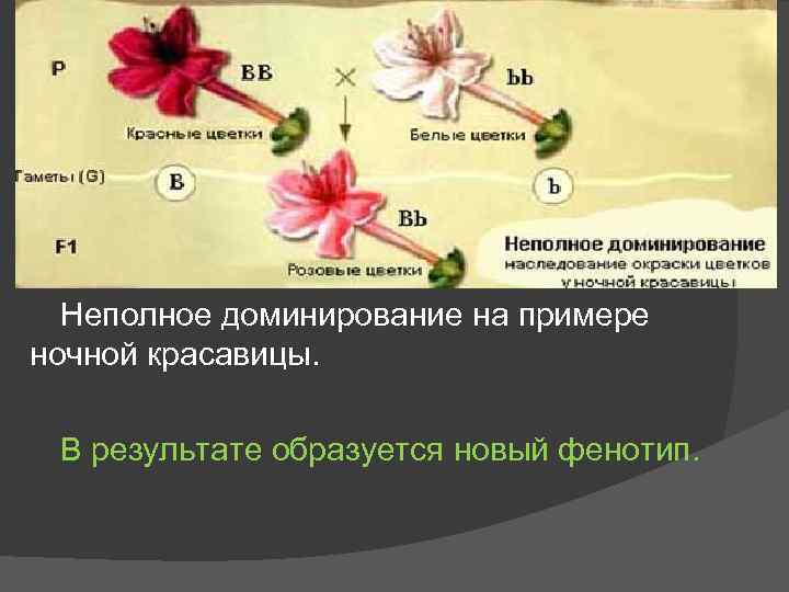 Неполное доминирование происходит при расщеплении