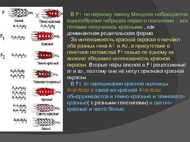 В F 1 по первому закону Менделя наблюдается единообразие гибридов первого поколения – все