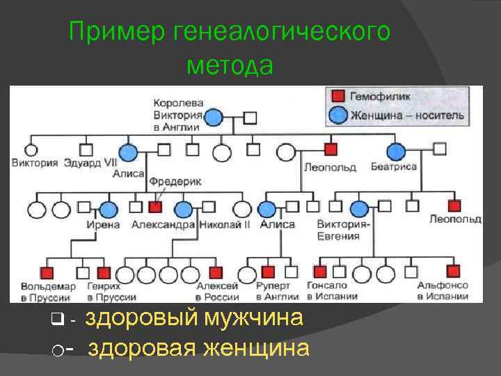 Генеалогический метод схема