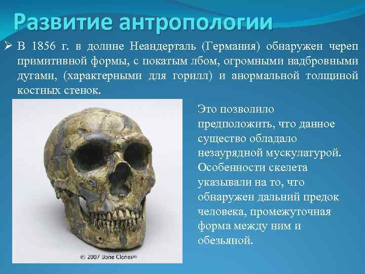 Развитие антропологии Ø В 1856 г. в долине Неандерталь (Германия) обнаружен череп примитивной формы,