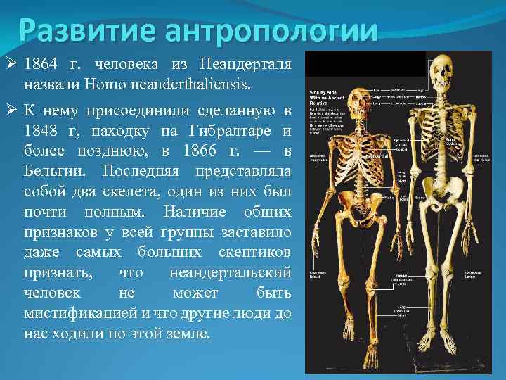 Развитие антропологии Ø 1864 г. человека из Неандерталя назвали Homo neanderthaliensis. Ø К нему