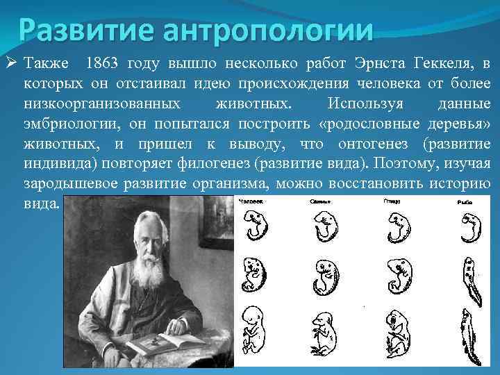 Развитие антропологии Ø Также 1863 году вышло несколько работ Эрнста Геккеля, в которых он