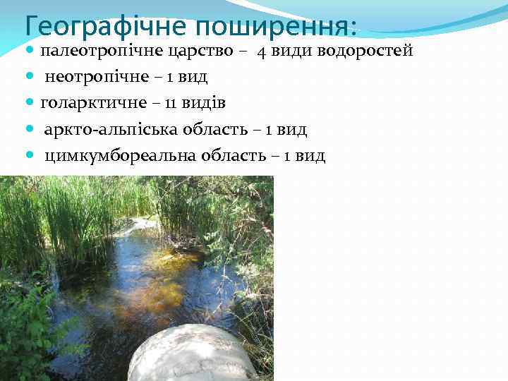 Географічне поширення: палеотропічне царство – 4 види водоростей неотропічне – 1 вид голарктичне –