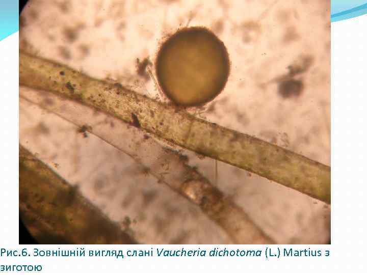 Рис. 6. Зовнішній вигляд слані Vaucheria dichotoma (L. ) Martius з зиготою 