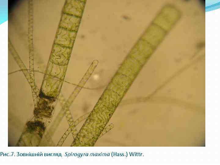 Рис. 7. Зовнішній вигляд Spirogyra maxima (Hass. ) Wittr. 