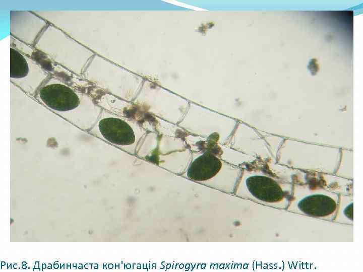 Рис. 8. Драбинчаста кон'югація Spirogyra maxima (Hass. ) Wittr. 