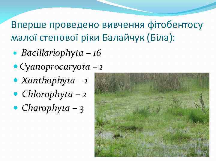 Вперше проведено вивчення фітобентосу малої степової ріки Балайчук (Біла): Bacillariophyta – 16 Cyanoprocaryota –