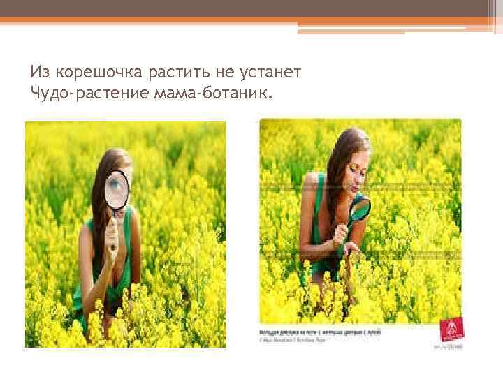 Из корешочка растить не устанет Чудо-растение мама-ботаник. 