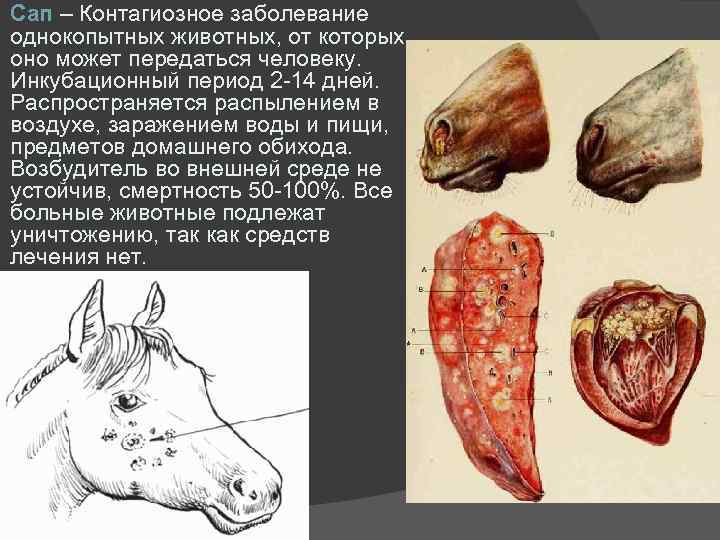 Сап – Контагиозное заболевание однокопытных животных, от которых оно может передаться человеку. Инкубационный период