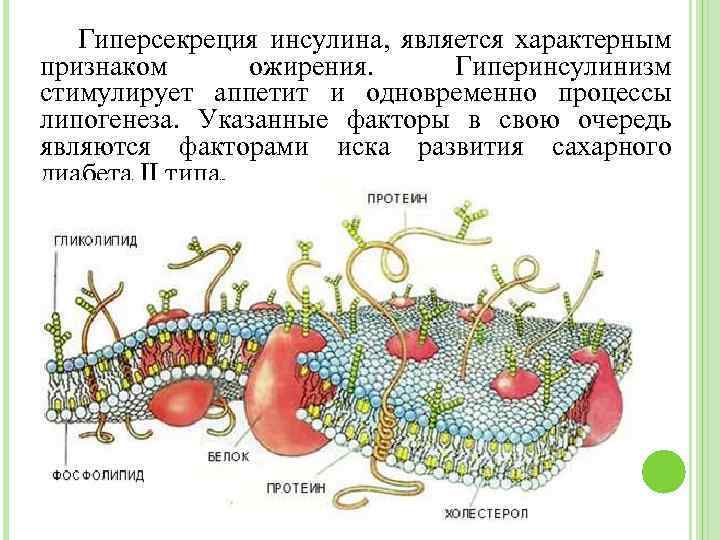 Гиперсекреция инсулина, является характерным признаком ожирения. Гиперинсулинизм стимулирует аппетит и одновременно процессы липогенеза. Указанные