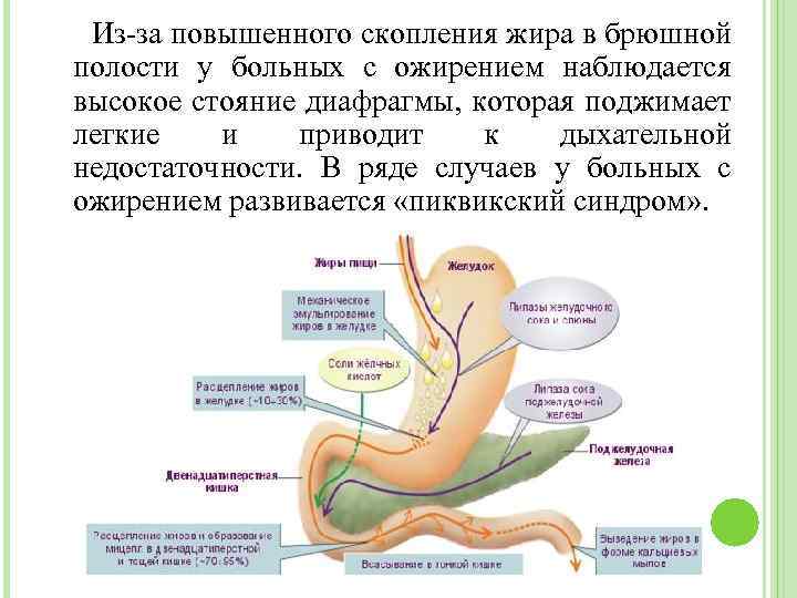 Из-за повышенного скопления жира в брюшной полости у больных с ожирением наблюдается высокое стояние