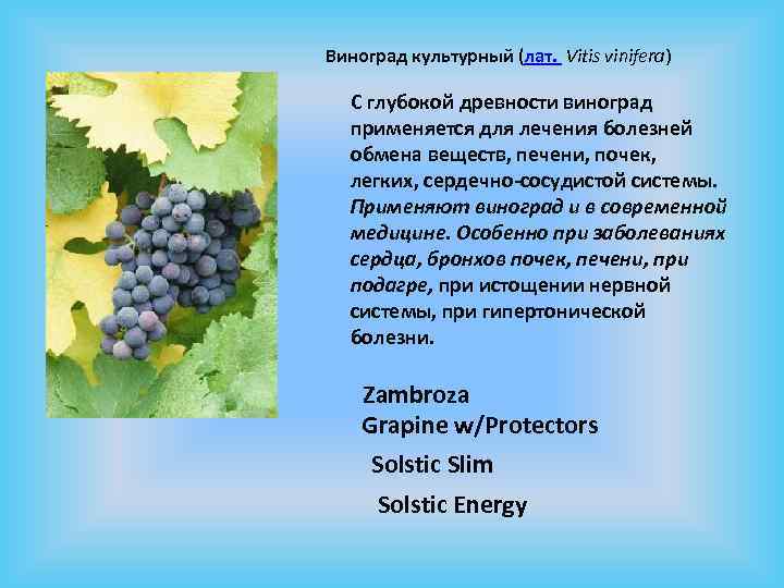 Виноград культурный (лат. Vitis vinifera) С глубокой древности виноград применяется для лечения болезней обмена