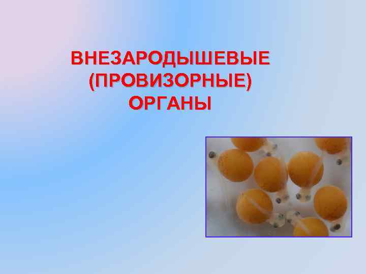 ВНЕЗАРОДЫШЕВЫЕ (ПРОВИЗОРНЫЕ) ОРГАНЫ 