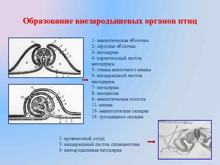 Образование внезародышевых органов птиц 1 - амниотическая оболочка 2 - серозная оболочка 3 -