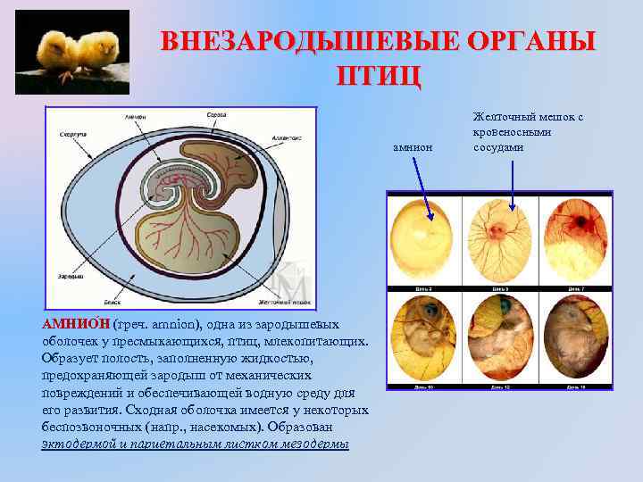 ВНЕЗАРОДЫШЕВЫЕ ОРГАНЫ ПТИЦ амнион АМНИО Н (греч. amnion), одна из зародышевых оболочек у пресмыкающихся,