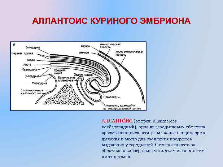 АЛЛАНТОИС КУРИНОГО ЭМБРИОНА АЛЛАНТО ИС (от греч. allantoeides — колбасовидный), одна из зародышевых оболочек