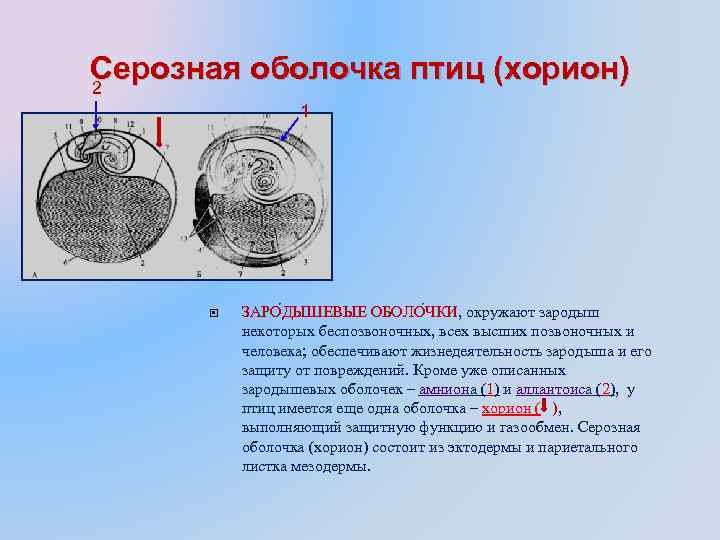 Серозная оболочка птиц (хорион) 2 1 ЗАРО ДЫШЕВЫЕ ОБОЛО ЧКИ, окружают зародыш некоторых беспозвоночных,