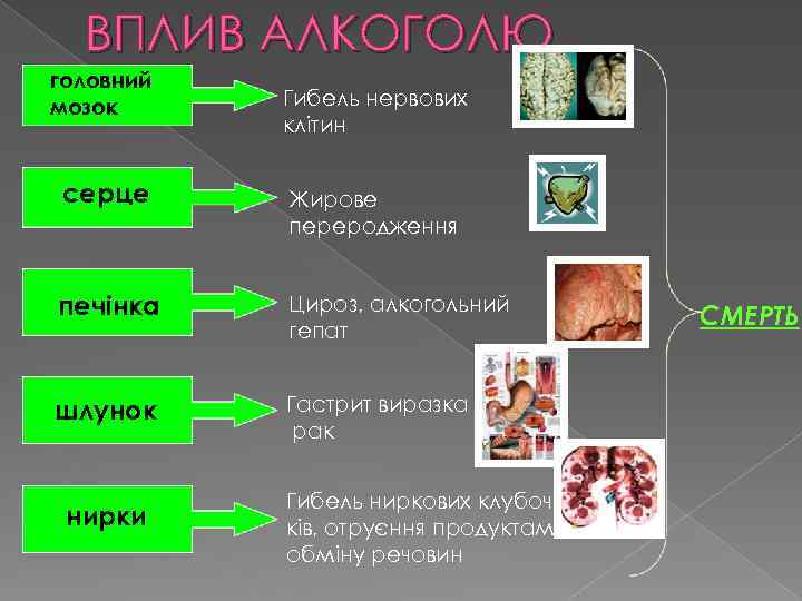 ВПЛИВ АЛКОГОЛЮ головний мозок Гибель нервових клітин серце Жирове переродження печінка Цироз, алкогольний гепат