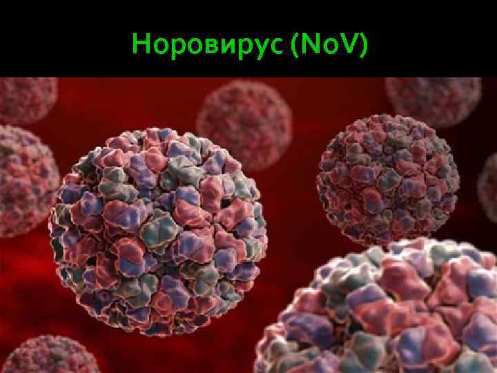 Норовирус (No. V) 
