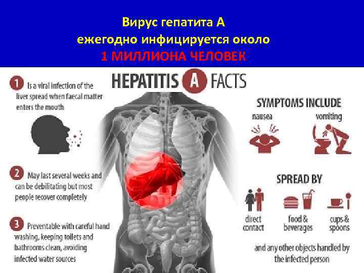 Вирус гепатита А ежегодно инфицируется около 1 МИЛЛИОНА ЧЕЛОВЕК 