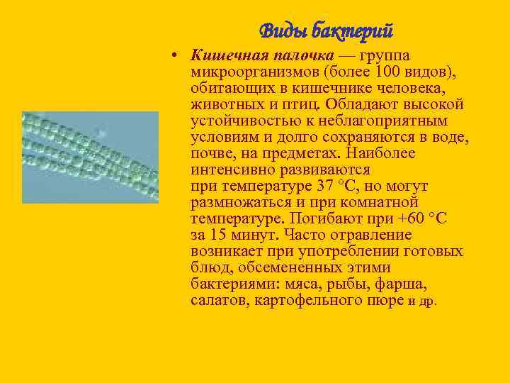 Виды бактерий • Кишечная палочка — группа микроорганизмов (более 100 видов), обитающих в кишечнике