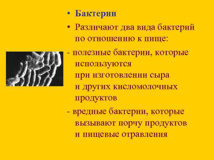  • Бактерии • Различают два вида бактерий по отношению к пище: - полезные